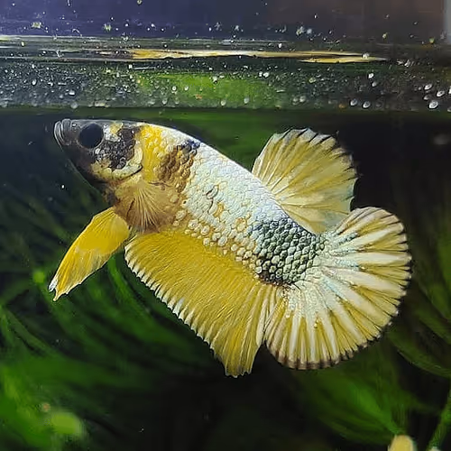 Item #107725212569464728039865251976365582145695756686242387333622912136290028748801 Media