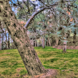 Only Tree 4