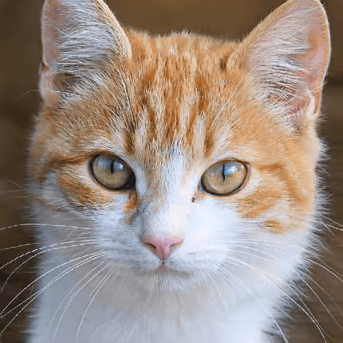 Item #106393158711752592444527764053332067386103257112262188176365272262184290746369 Media