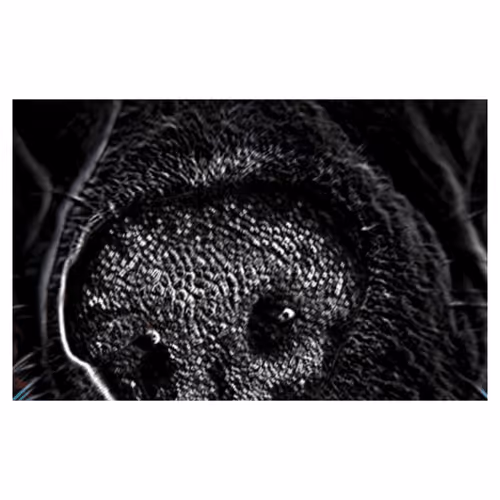 Item #111445205999481533169073477275871322289148374511979527118756874440728509415425 Media