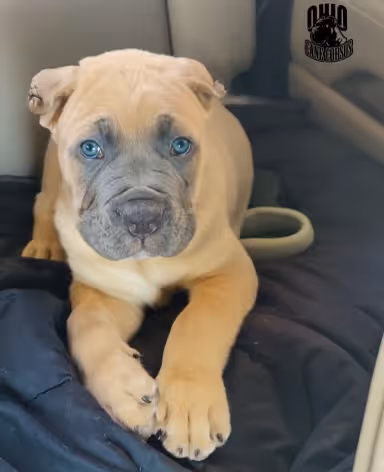 ultimate pups - rua7k90Nl5