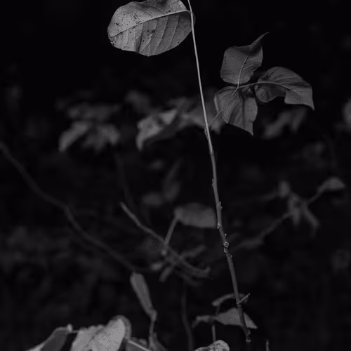 109162157552346088047496633038404394118504199992061596446112929344545919860737