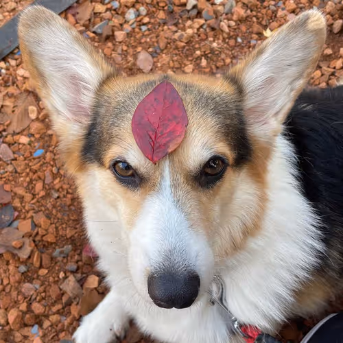 Untitled Collection #56415075