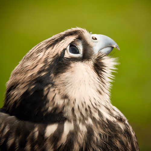 Item #60839276870702459536115980663435026977207856631347422568339333188898825175041 Media