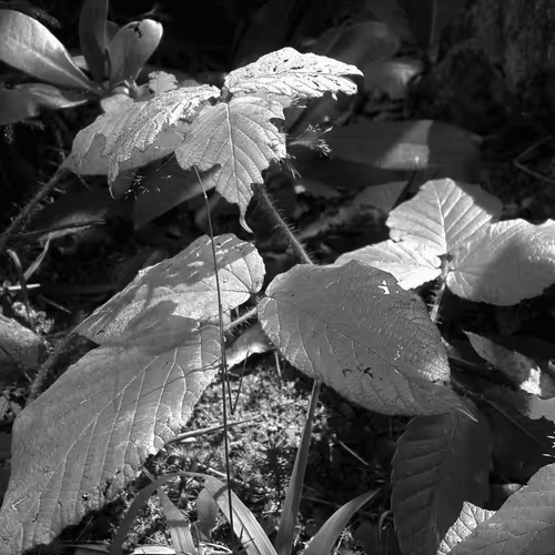 Item #107742627867956892364714120184147413803821811265510288122929724887245292306433 Media