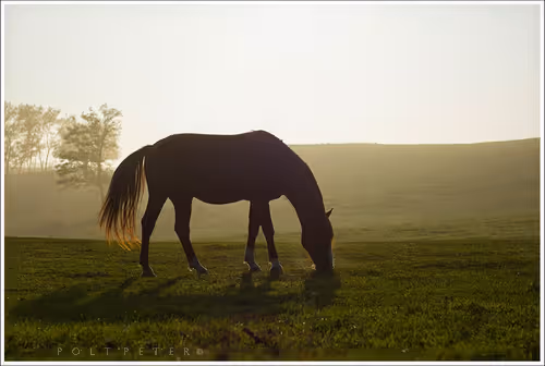 Nature Photographer 177169894