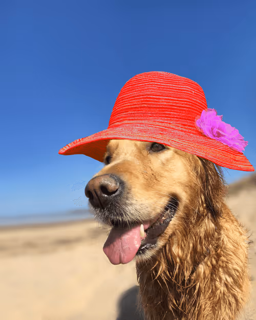 Item #26839399415497039076862880694069072006331525189107682525417321697223668400129 Media