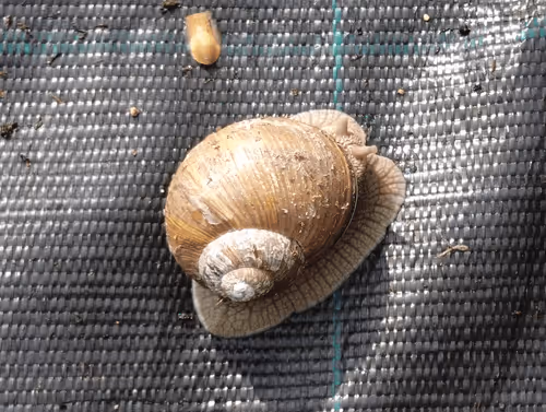 Item #98679578177621649628089872010712381059223698631184272161596299655348737802241 Media