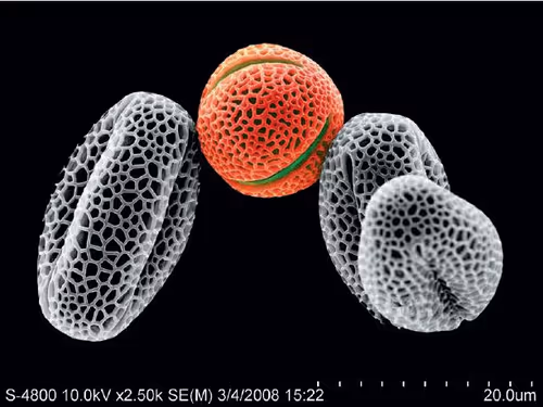 Item #94269245491509990734465210167466884321016156327322156678976395961403946565642 Media