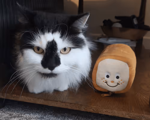 Item #13161020314009032005485822086301964352885579695205061807387255097015303929857 Media