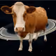 96672841291799409578723110189468843703468112947719872880126664284516684660737