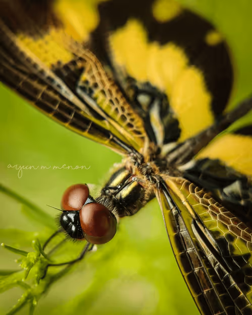 Item #96373460507912281939903112807065392587728079623754575039603803303642434371585 Media