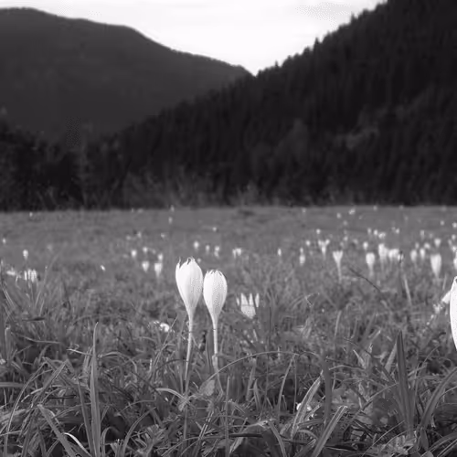 Item #107742627867956892364714120184147413803821811265510288122929724888344803934209 Media