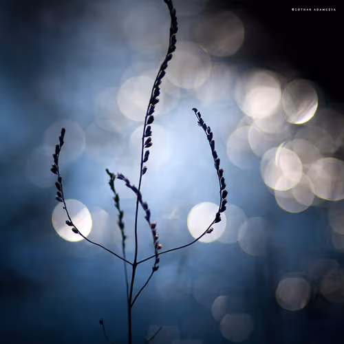 Item #113065873903366828743744079288708835697083018334279533284549130262520535187457 Media