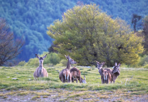 Item #61601413983432262200822046408210296549184035160504594584973518312781803159562 Media