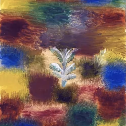 PabloBezerra Collection