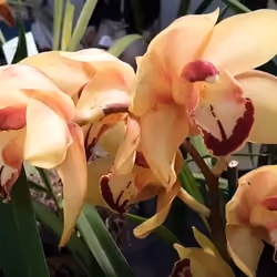 Orchid 51