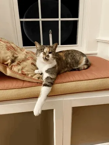 Syzygy Kitty