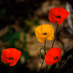 Flowers #62