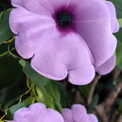 AI reimaining of the flowers of Thunbergia alata