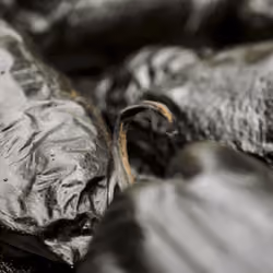 Black Peppers 14