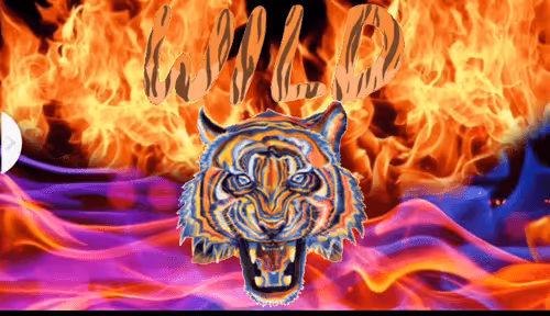wild tiger