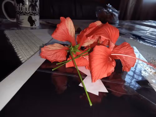 Item #72507156738189358565204050492500436138872138688860936196309587933917664509953 Media