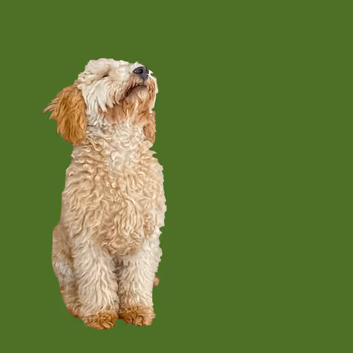 Item #71188718157521890056217826245416464690012970148001039644603136672109575536650 Media