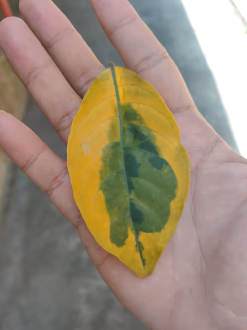 Item #31081804352330578596568685091517160537930858517835942894700270027396127653889 Media