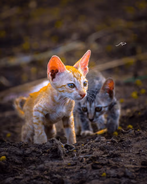 Item #9104047852343460824823657095955061139286762947505329334286274244494705557505 Media