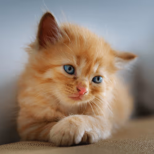 Item #4944351917306226202826790057183461660186678433257338824528786322734769504257 Media