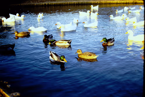 Item #113047771030127017240919341709485116586684509374101894410877815070073066356737 Media