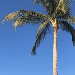 Florida Palms 