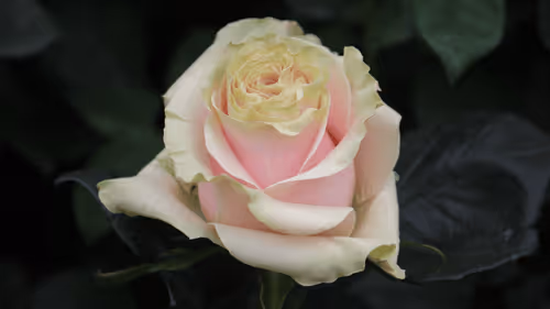 Item #68327891815088974381680309106564733444446266155657330601700582167771483209729 Media