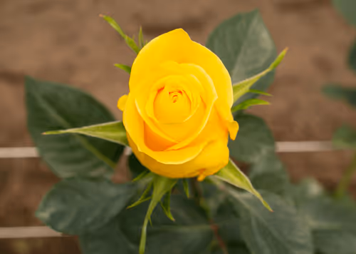 Item #68327891815088974381680309106564733444446266155657330601700582162273925070849 Media