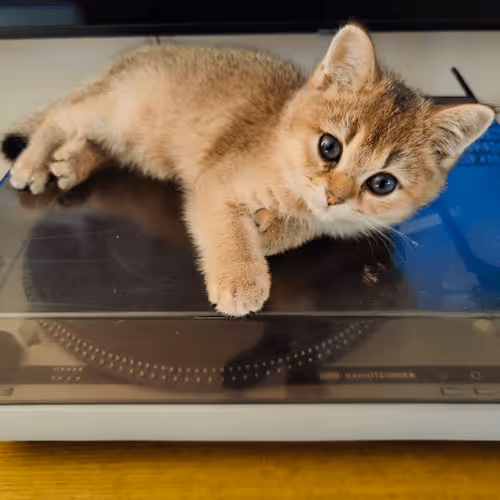 Item #85779533797330856680551245112287399753979626451492036541087858571793821335553 Media