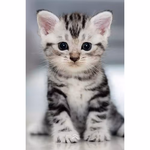 Untitled Collection #179997138