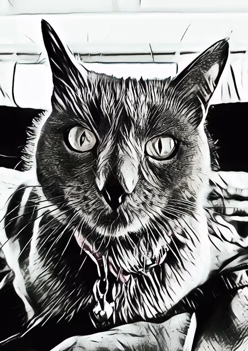 Item #64463310681125245675391591135030494168510991654605201361731743049343414829066 Media