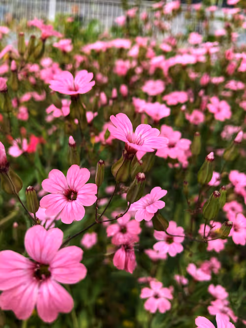 Item #66820219221198918858103330238748166887962299943803224281381121410574323810305 Media