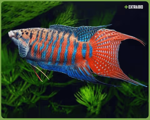 Item #81032937518726781130427896739408939347327063862450356405897967521630919852033 Media