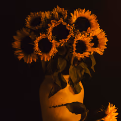 tournesols