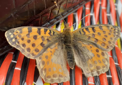 Item #74053741187816168410961867838096218930929461401611507717933416671006311841793 Media