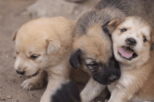 Item #58108212484544188904098587543837288630083793921615879555145023669311977291876 Media