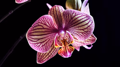 Item #84920765965511863695539671597836963309741109081743775550621196832091926429795 Media