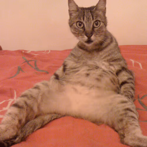 Untitled Collection #78342094