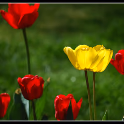 1/1 Tulips #3