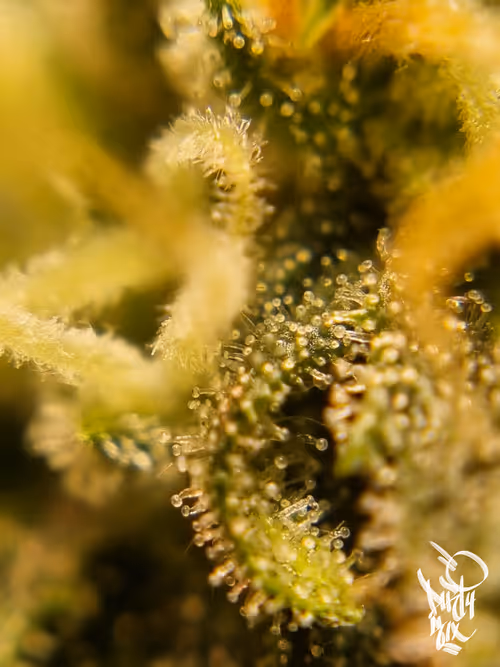 Item #5375170019579864055237503846740004616490270421629515868893561888177756569601 Media