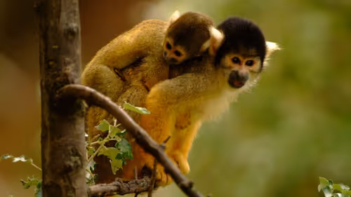 Item #45594647201663347778086533366212020564774309010196825968467676426210046377985 Media