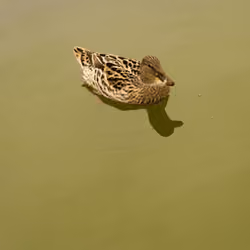 Ducky Duck