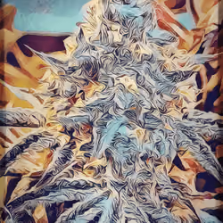 Cannabis Flower - Platinum OG Punch Breath #1
